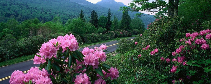 Azaleas in Bloom on the Blue Ridge Parkway