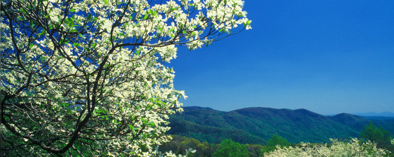 Dogwood Tree with Mountain View