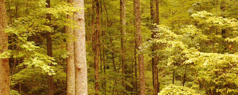 Nantahala National Forest Trees